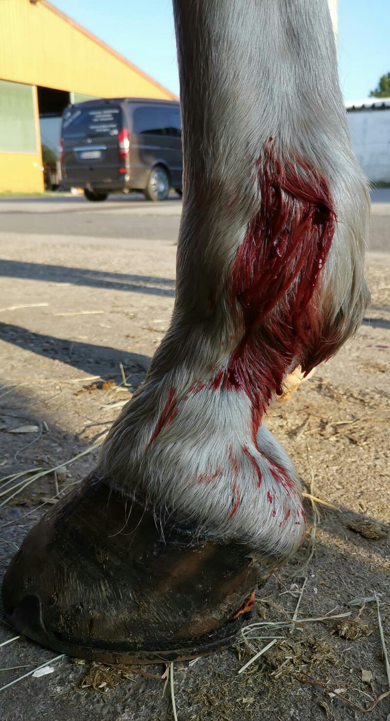 EQUICANIS Pferd &amp; Hund tierisch fit in Haßloch Blutegeltherapie